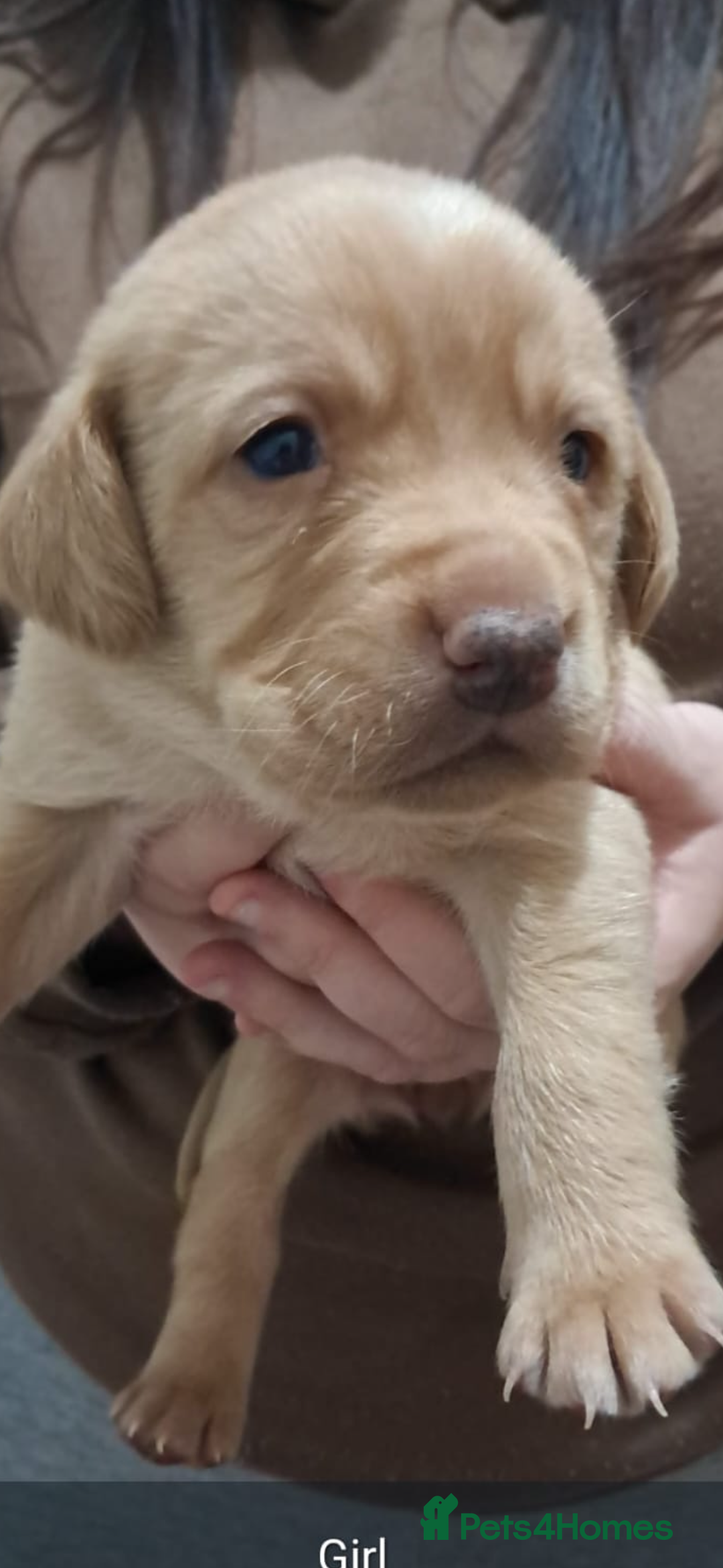Labrador Retriever dogs for sale: Litter of 8 Labrador puppies  - Advert 13