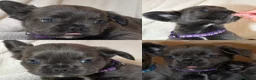 French Bulldog dogs for sale: RUBY🫶🏽 DWKC reg  - Advert 12