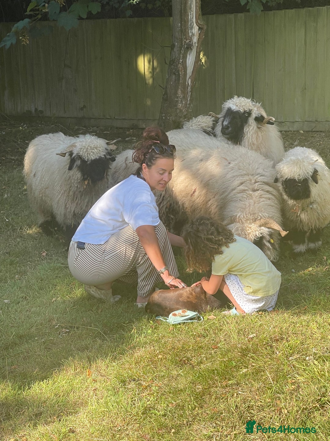 Sheep livestock for sale: Pedigree registered Valais Blacknose ewes - Advert 13