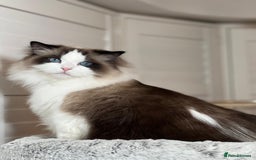 Ragdoll cats for sale: Two Show-Quality Cats Seeking Loving Homes - Image 14