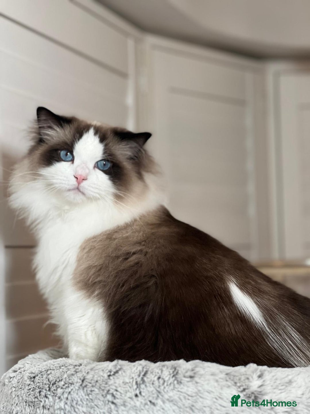 Ragdoll cats for sale: Two Show-Quality Cats Seeking Loving Homes - Image 14
