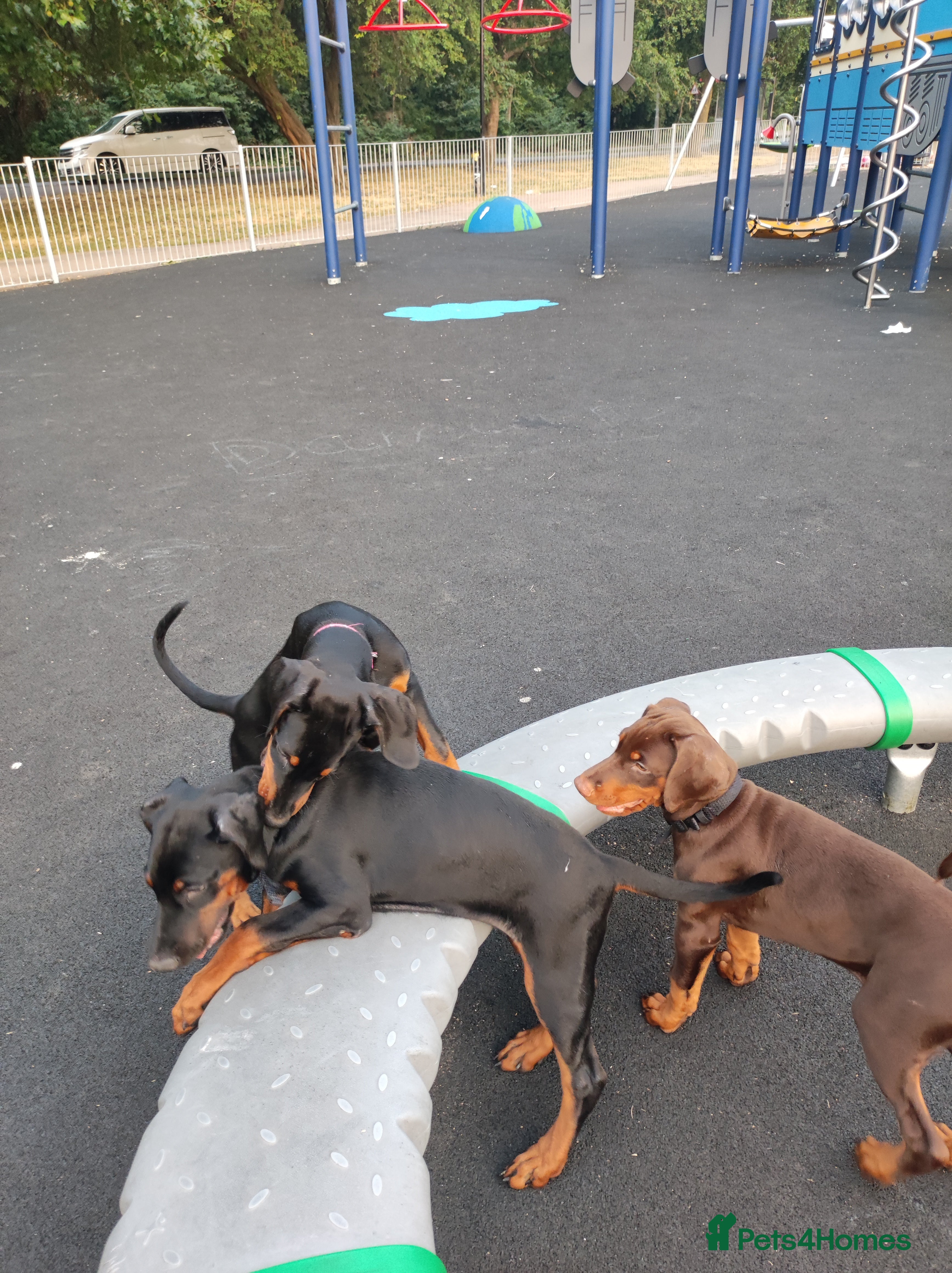 Dobermann dogs Adorable Doberman puppies  - Advert 17
