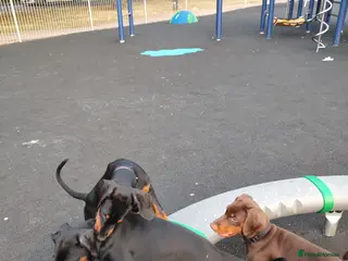 Dobermann dogs Adorable Doberman puppies - Advert 17