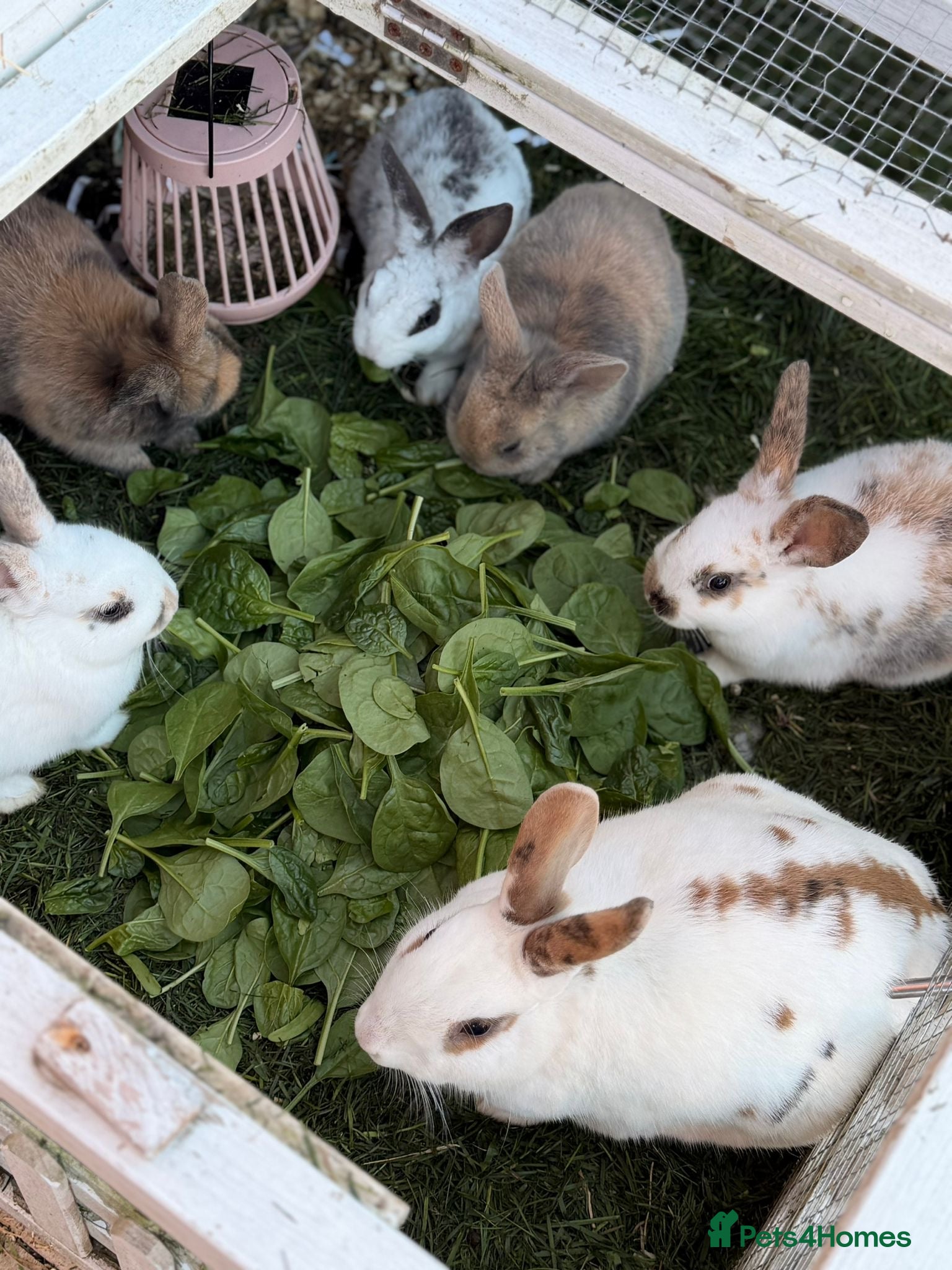 English Spot rabbits Ready next week looking for their forever homes ❤️ - Advert 1