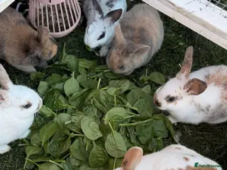 English Spot rabbits READY TO GO!!!! looking for their forever homes ❤️ - Advert 5