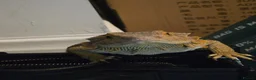 Bearded Dragon reptiles for sale: 3 year old female bearded dragon for sale in Sunderland - Advert 4