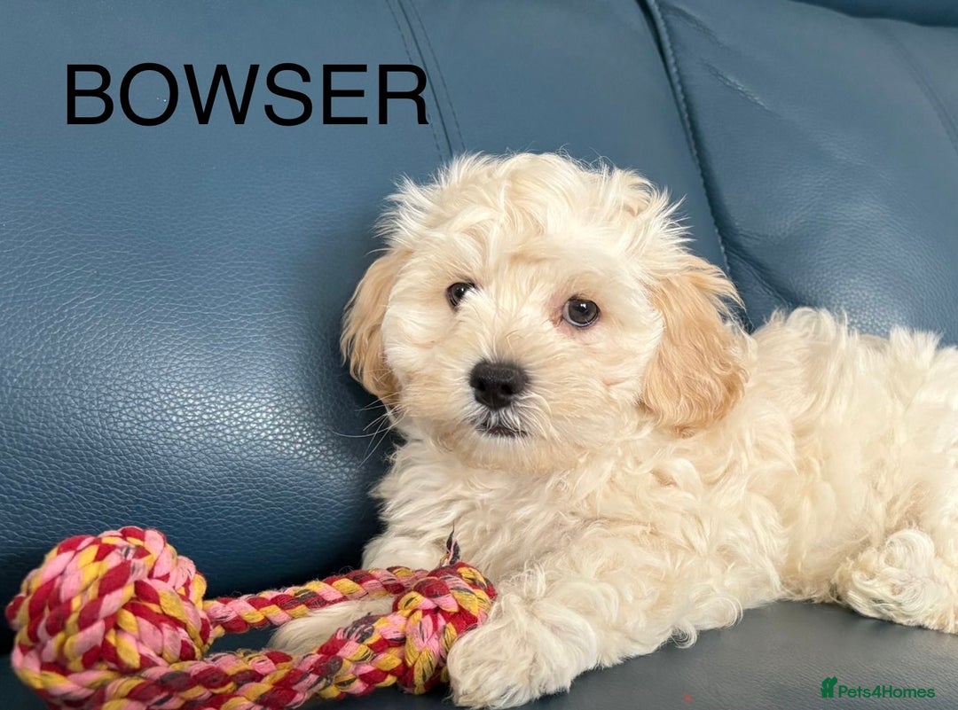 Mixed Breed dogs for sale: 2 Gorgeous Boys - Image 2