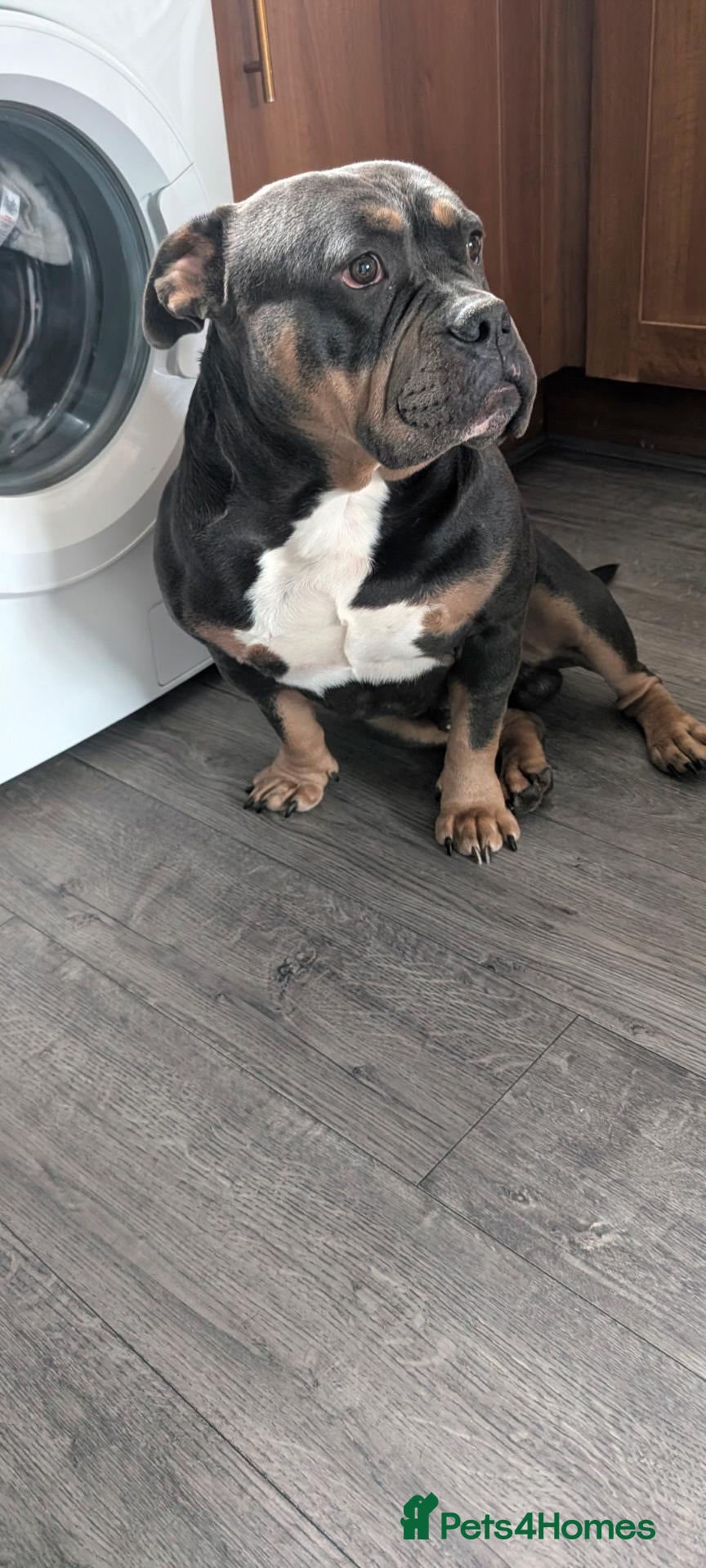 Mixed Breed livestock for sale: Pocket bully  - Advert 2
