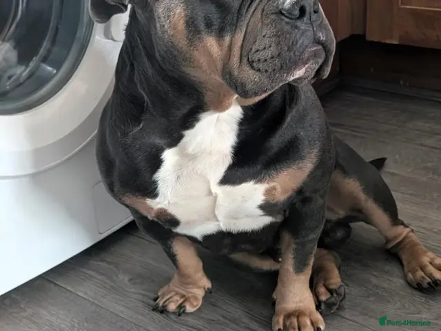 Mixed Breed livestock for sale: Pocket bully - Advert 2