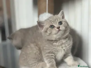 British Shorthair cats 💜Lilac and 💛Lilac Golden Girls TICA Reg BSH - Advert 14
