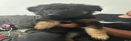 German Shepherd dogs for sale: Female German shepherd  - Advert 4