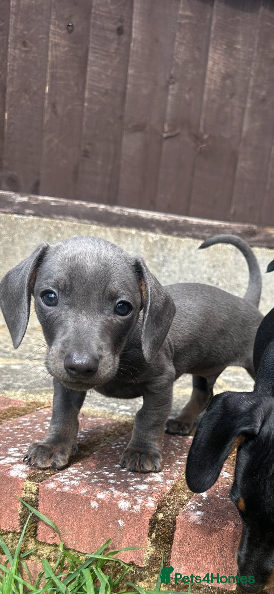 Miniature Dachshund dogs Miniature Dachshund  - Advert 17