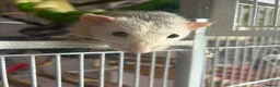 Rat rodents for sale: 2 male rats with cage and accessories  in Harleston - Advert 2