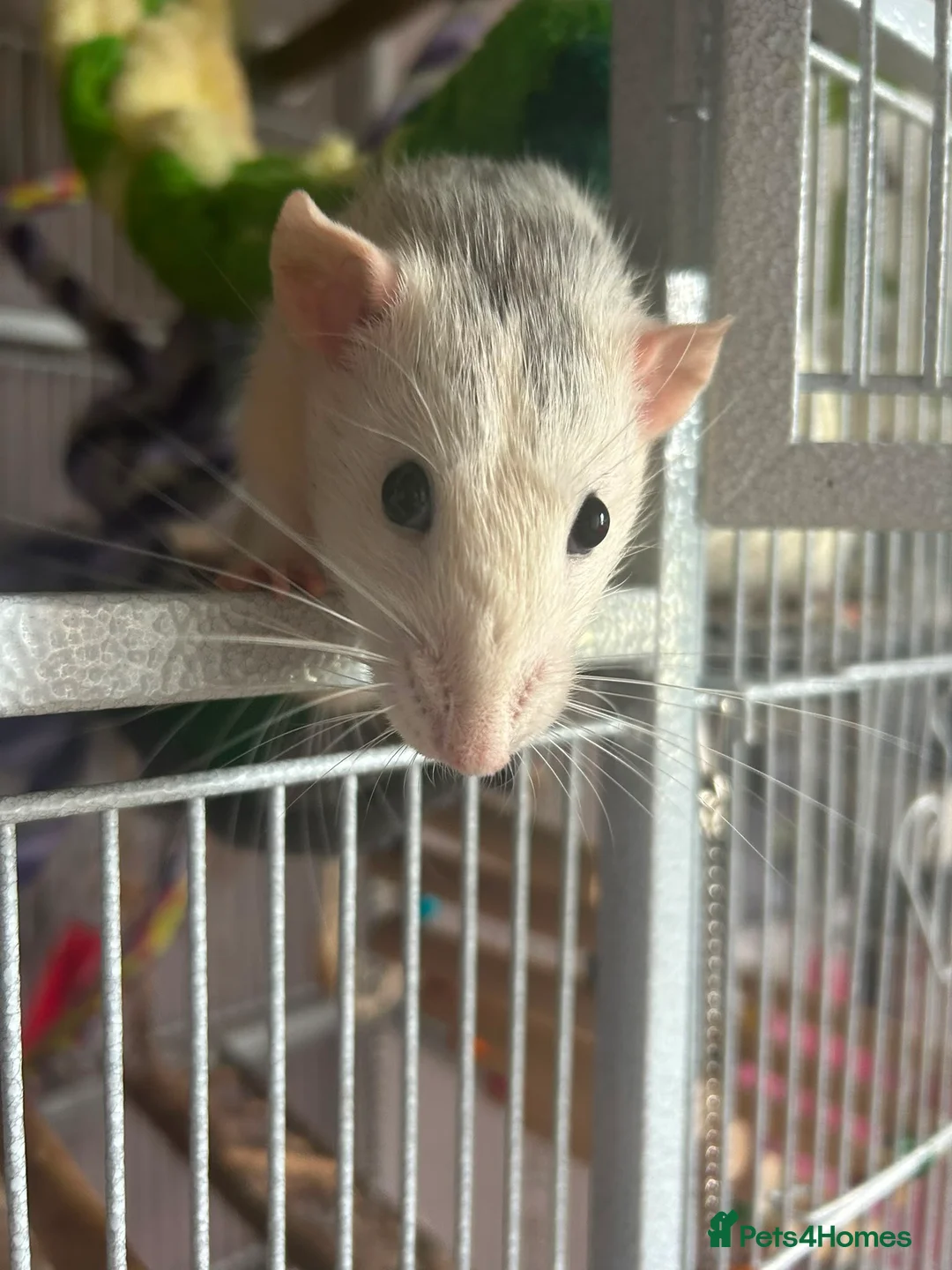 Rat rodents for sale: 2 male rats with cage and accessories  in Harleston - Advert 2