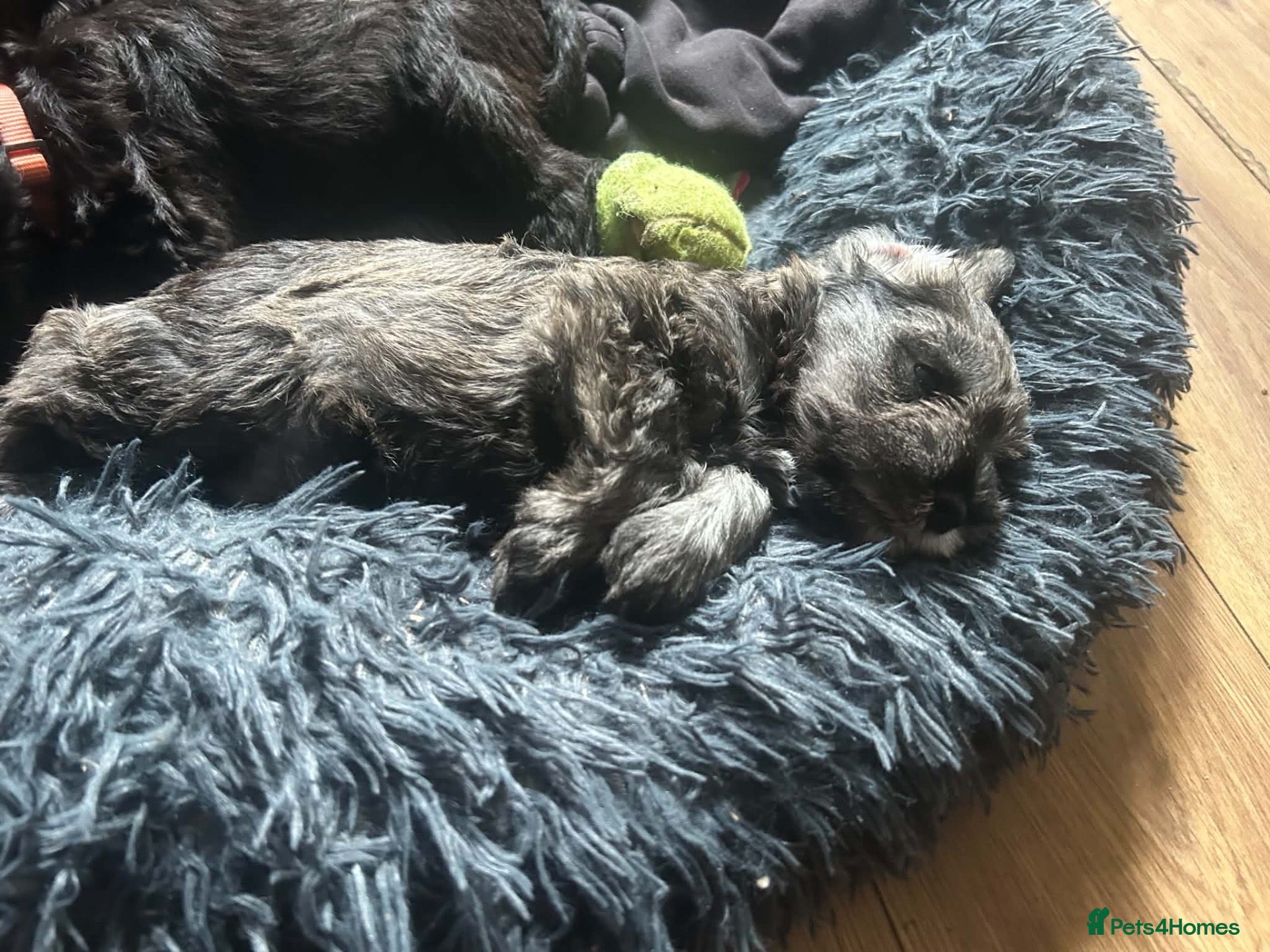 Miniature Schnauzer dogs for sale: KC Registered Miniature Schnauzer Puppies - Advert 5