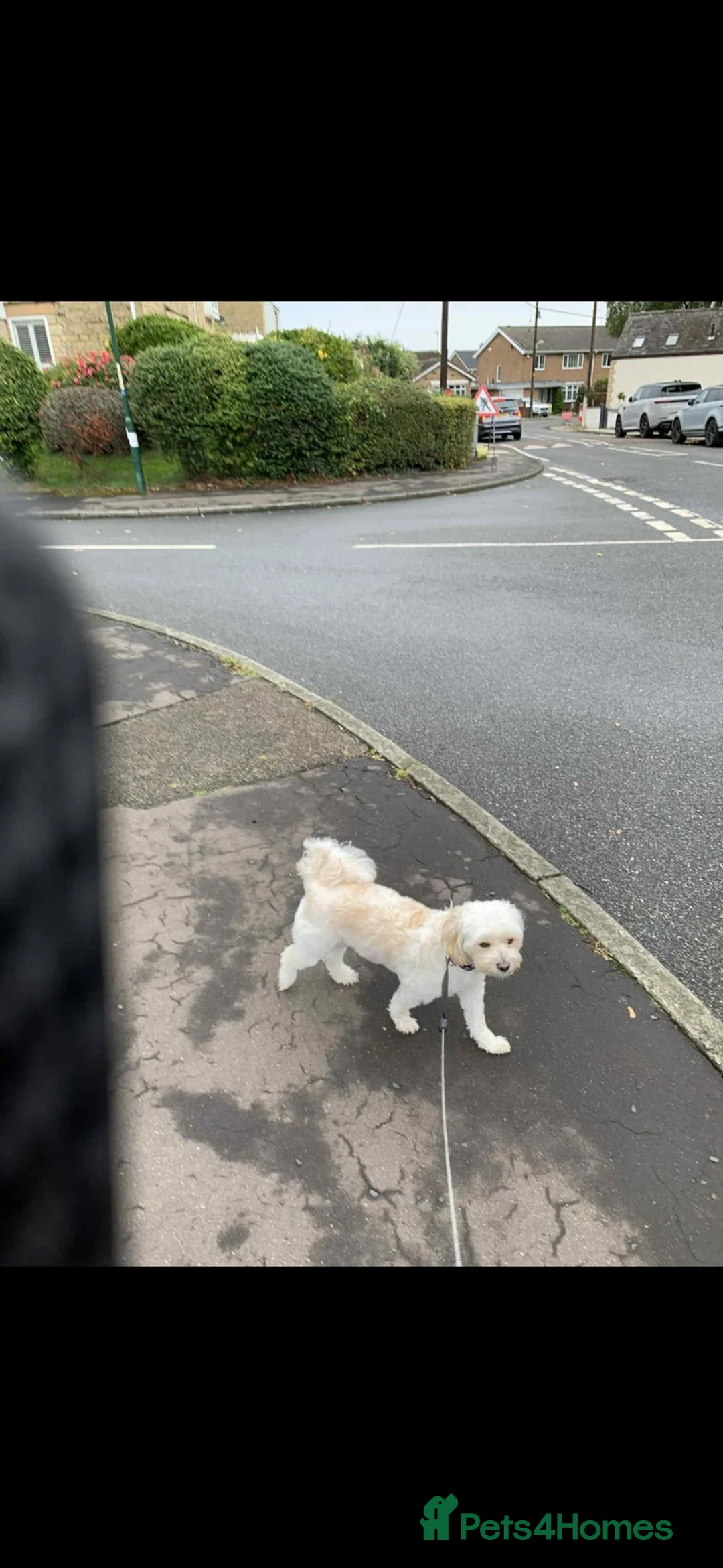 Mixed Breed dogs for adoption: Dixie is a beautiful 3.5 year old Poodle cross - Advert 10