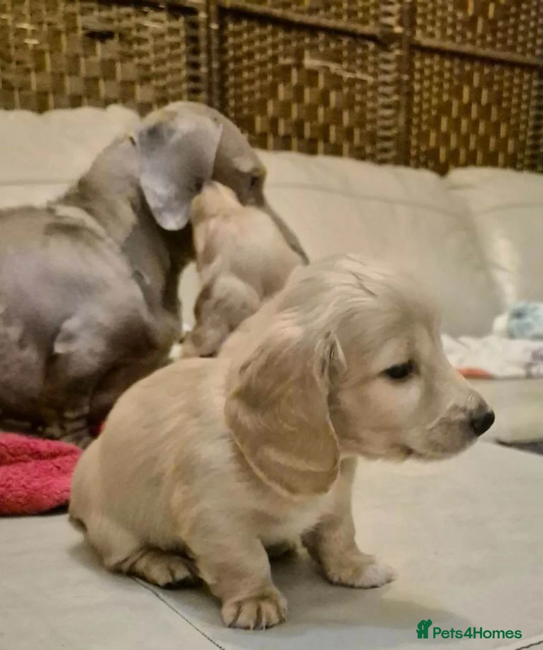 Miniature Dachshund dogs for sale: Beautiful Long-Haired Miniature Boys - Advert 2