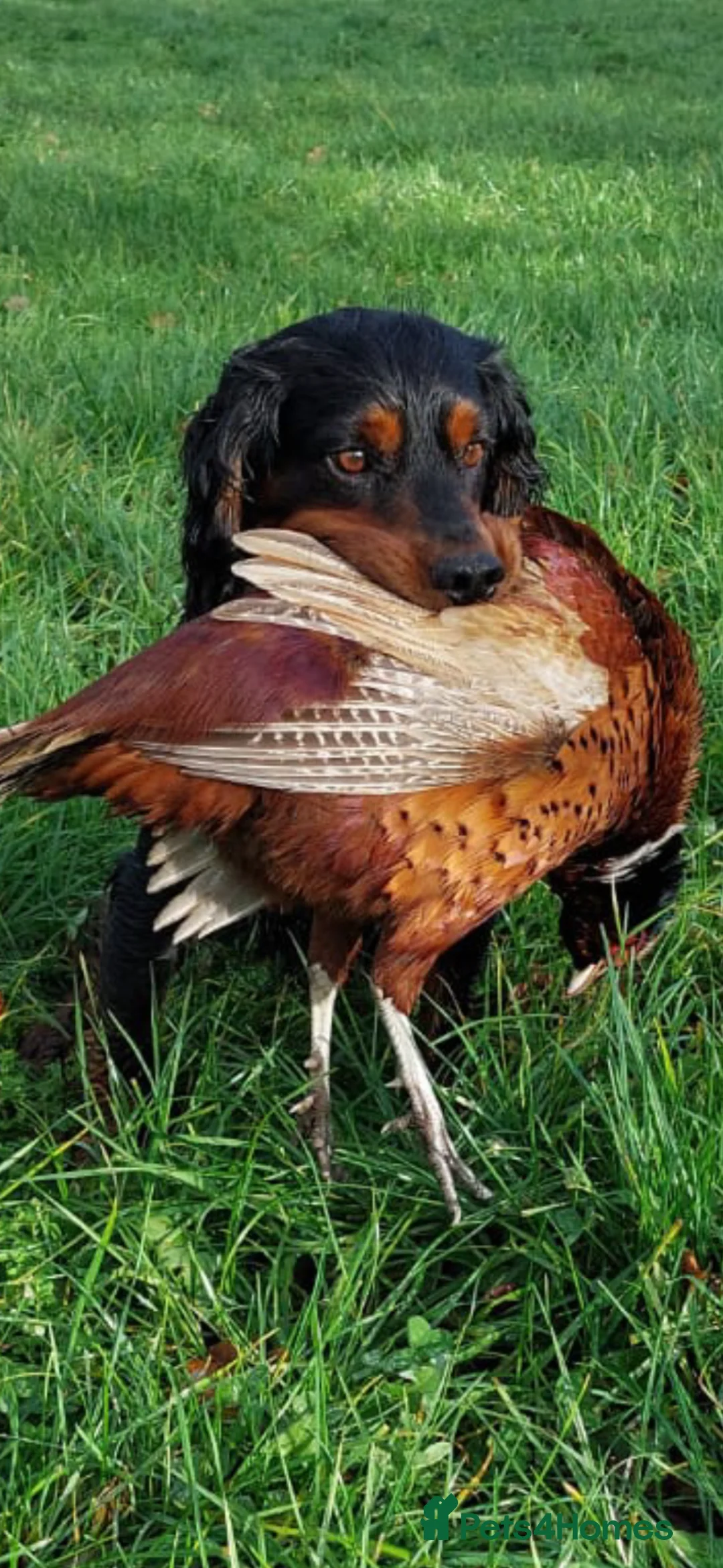 Cocker Spaniel dogs for stud: KC Reg  Proven Working Cocker Spaniel for Stud in Shrewsbury - Advert 2