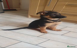 German Shepherd dogs for sale: Beautiful German Shepherd pups Blk / Tan Ready Now - Image 20