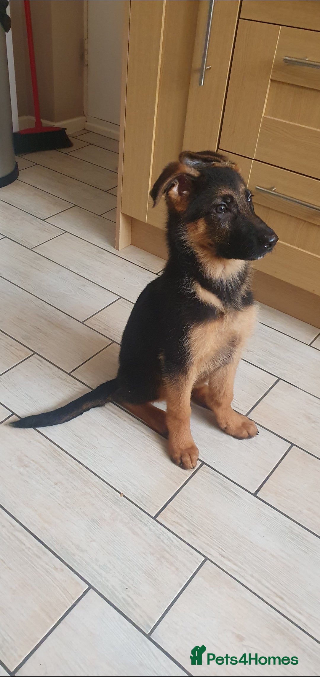 German Shepherd dogs for sale: Beautiful German Shepherd pups Blk / Tan Ready Now - Image 20