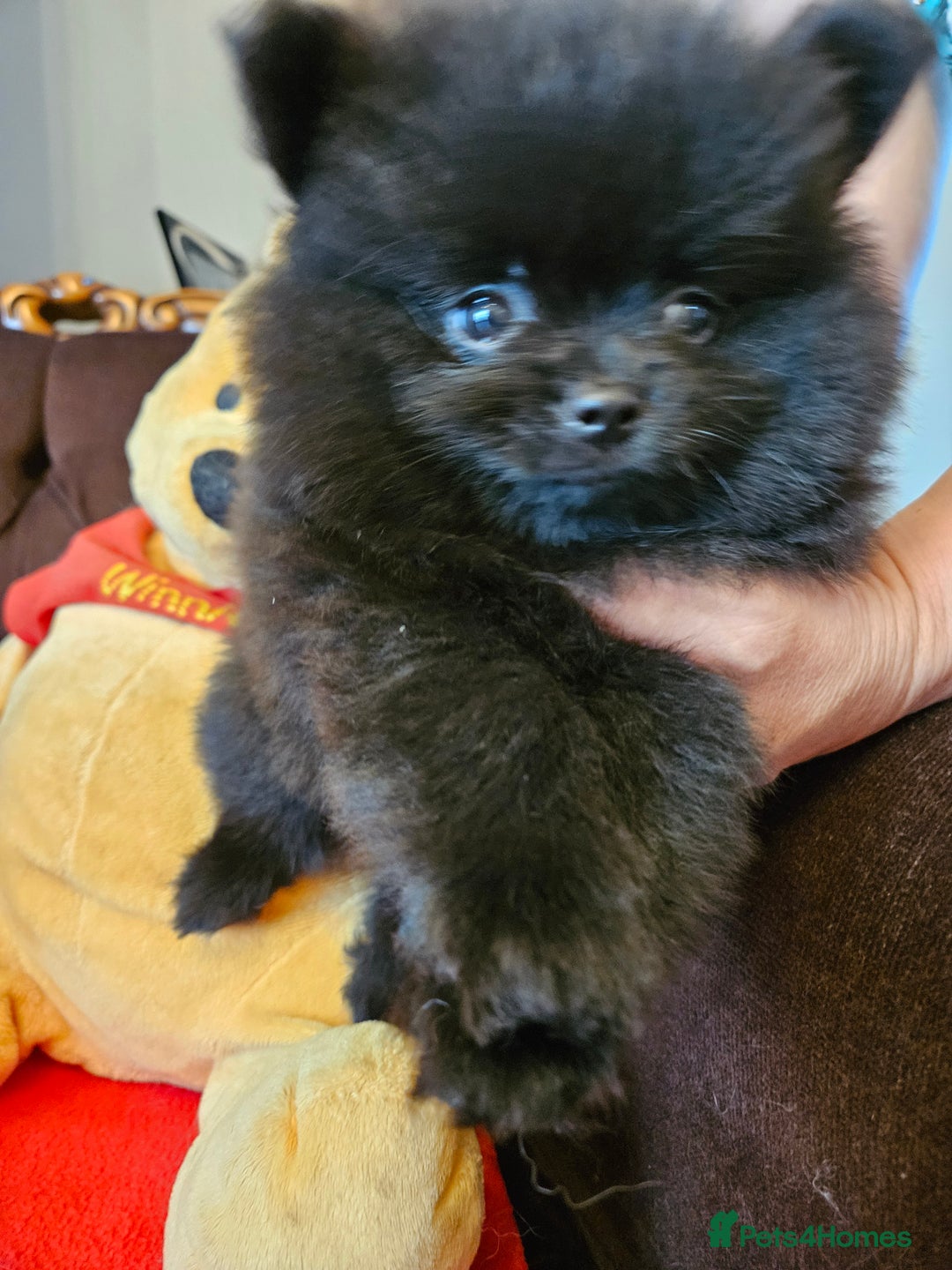 Pomeranian dogs for sale: 3 beautiful black pomeranian boys for sale  - Image 12