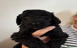Standard Poodle dogs for sale: Beautiful pure bred Standard Poodle Puppies.  - Image 11