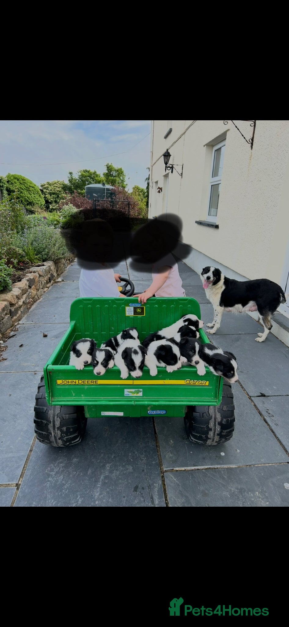 Border Collie dogs Adorable Border Collie puppies  - Advert 2
