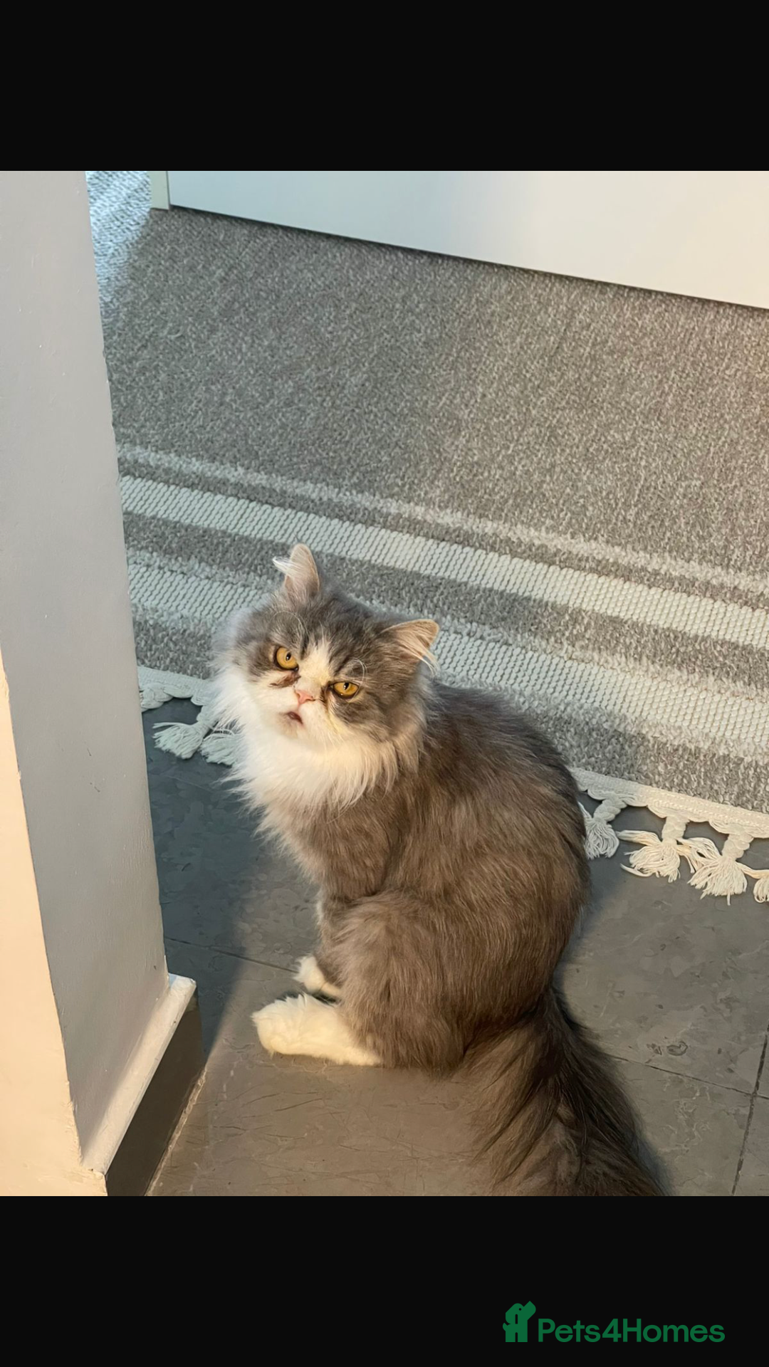 Mixed Breed cats for adoption: PENELOPE MIX PERSIAN CUTE SPAYED FULLY VACCINATED  - Advert 2