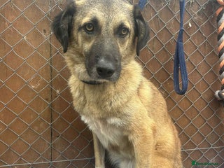 Mixed Breed dogs - Advert 9