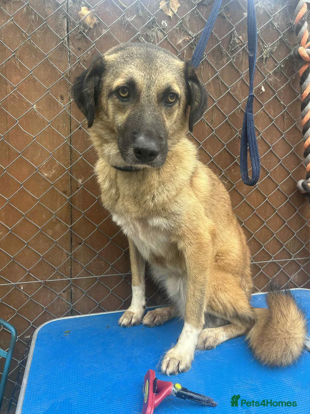 Mixed Breed dogs for adoption: Levi - Norwich Norfolk  - Advert 1