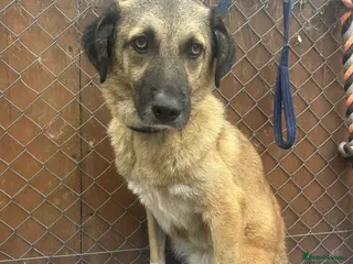 Mixed Breed dogs Levi - Norwich Norfolk - Advert 18