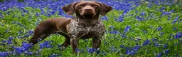 German Shorthaired Pointer dogs for sale: Exceptional KC German Shorthair Puppies  - Advert 3