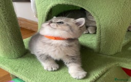 British Shorthair cats for sale: 3 GCCF British Shorthair Kittens– Champion Lines - Image 19