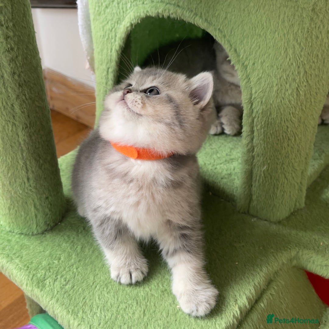 British Shorthair cats for sale: 3 GCCF British Shorthair Kittens– Champion Lines - Image 19