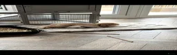 Mini Lop rabbits for sale: 2 Beautiful Mini Lop Rabbits with Premium Hutch - Advert 3