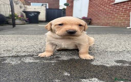 Labrador Retriever dogs for sale: FANTATIC bred Labradors - Image 4