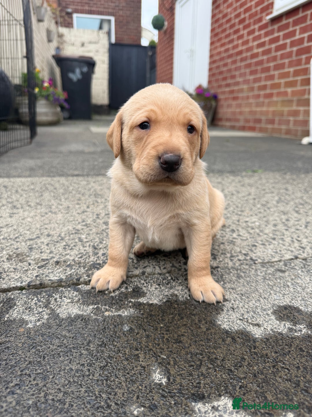 Labrador Retriever dogs for sale: FANTATIC bred Labradors - Image 4