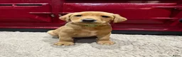 Labrador Retriever dogs for sale: 🐾🐶Beautiful KC Labrador puppies for sale🐶🐾 - Advert 8