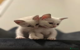 Ragamese cats for sale: Ragamese lilac kittens - Image 11