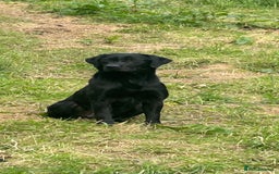 Labrador Retriever dogs for sale: Black Labrador Puppies  - Image 7