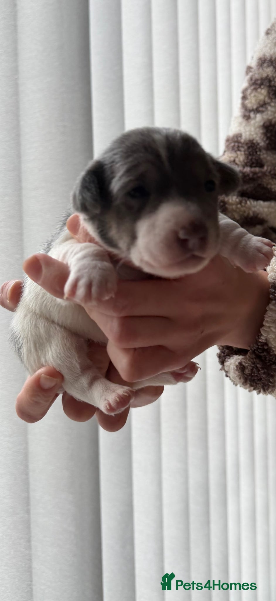 Jack Russell dogs DONJACKS - stunning imported lines blue tri boy - Advert 1