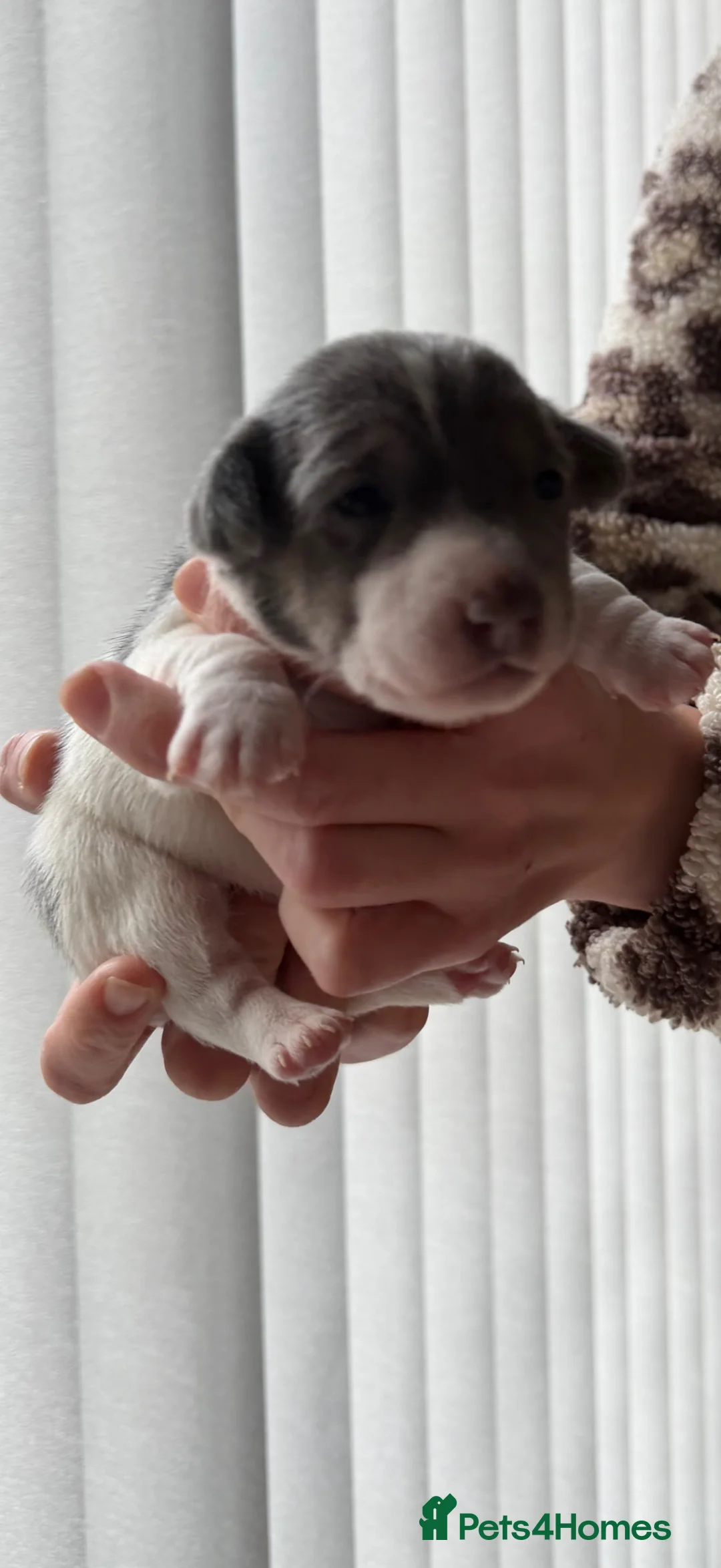 Jack Russell dogs for sale: DONJACKS - stunning imported lines blue tri boy - Advert 1