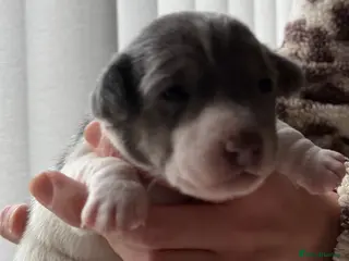 Jack Russell dogs for sale: DONJACKS - stunning imported lines blue tri boy - Advert 1