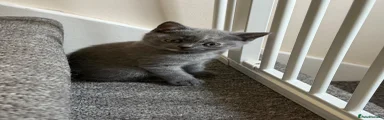 British Shorthair 1