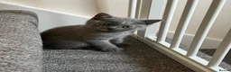 British Shorthair cats for sale: British shorthair - Advert 10
