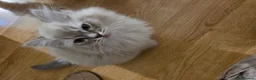Ragdoll cats for sale: 3 beautiful fluffy ragdoll kittens - Advert 11