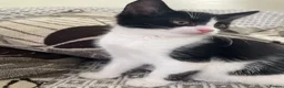 Mixed Breed cats for sale: Two beautiful black & white female kittens - Advert 26