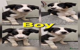 Border Collie dogs for sale: Fabulous Border Collie Pups - Image 6
