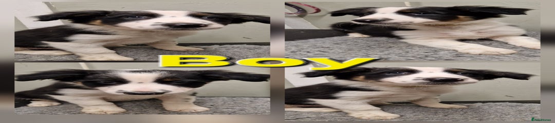 Border Collie Puppy 2