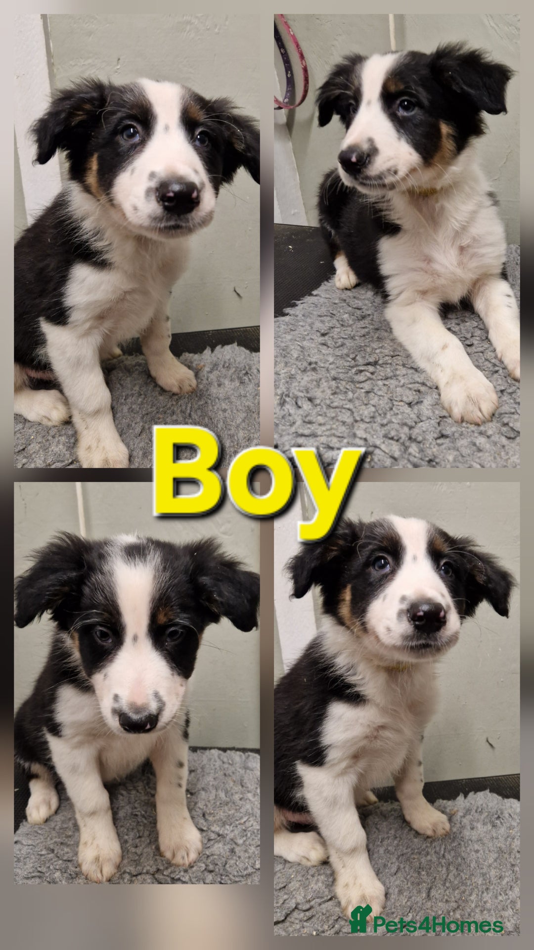 Border Collie dogs for sale: Fabulous Border Collie Pups - Image 6